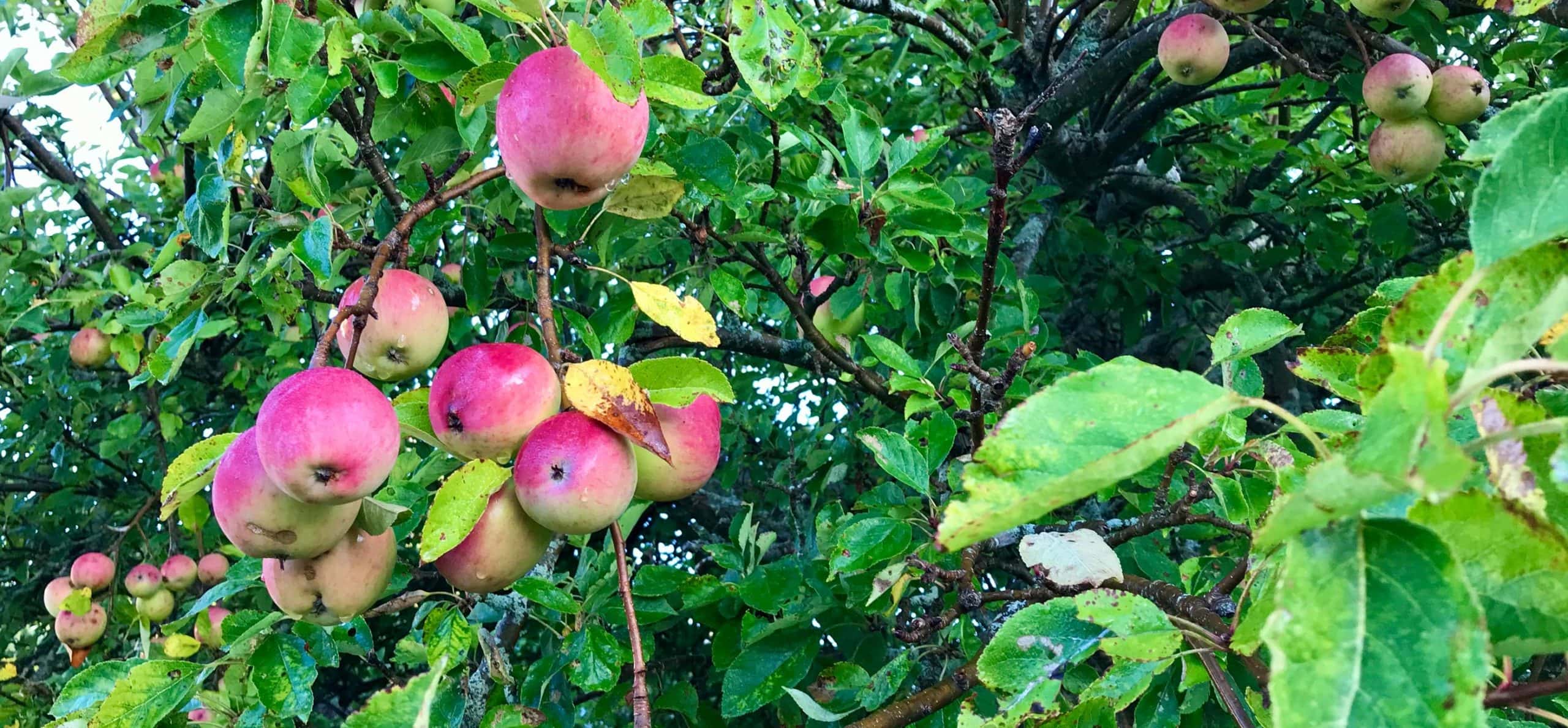 Schroll - Brände, fassgelagert - Apfelbrand - Apfelbaum